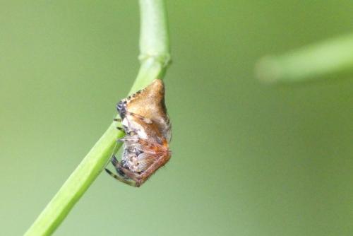 Réf. 203 540 : Cyclosa conica